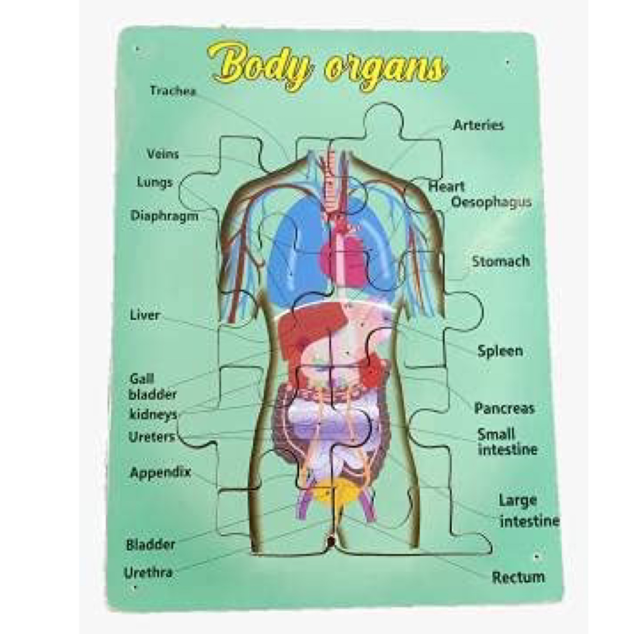 Buy Muthu Groups Body organs