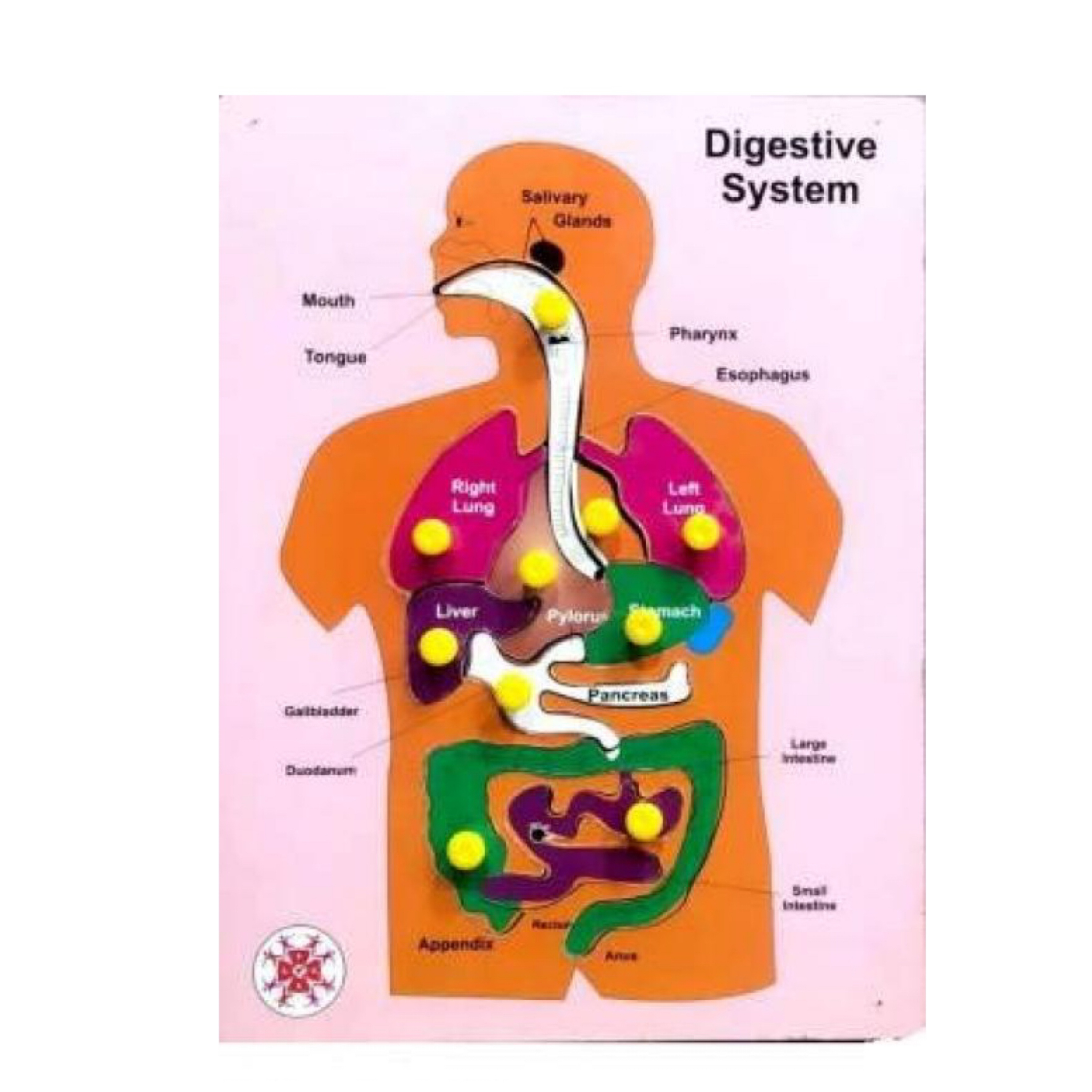 Buy Muthu Groups Digestive system